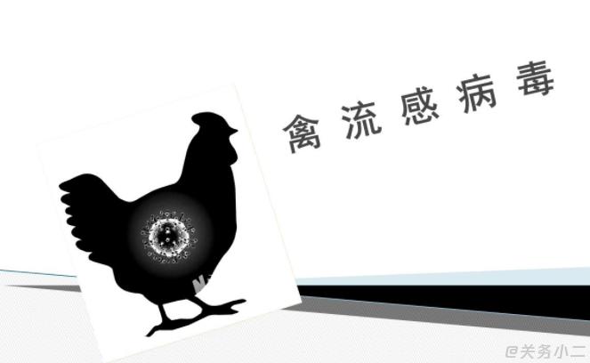 H5N8禽流感